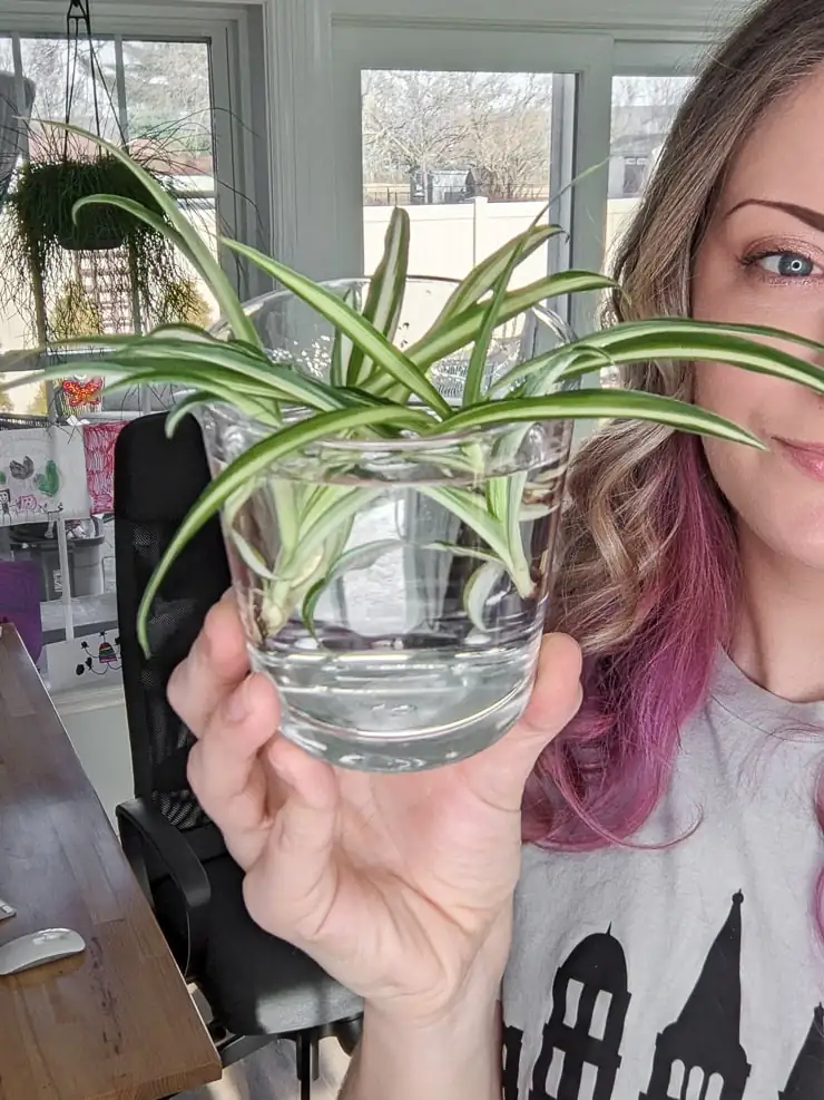 spider plant water propagation jar