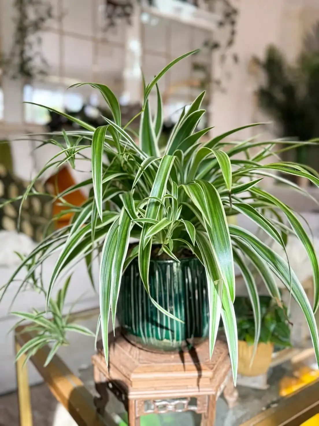 spider plant layering in soil