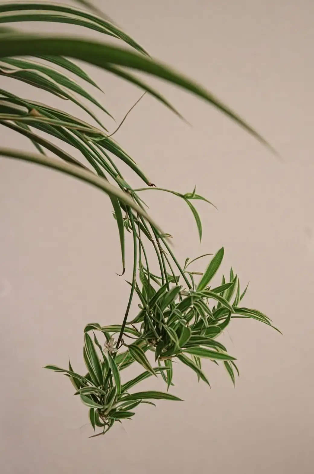 100 Babies from One Mom: A Propagation Masterclass