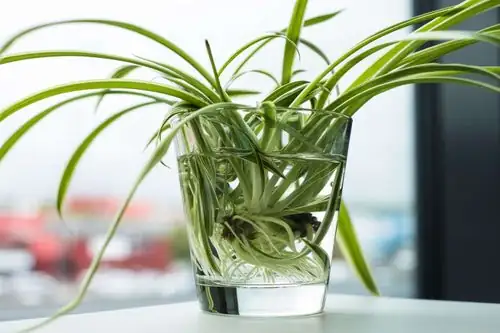 spider plant plantlet in water