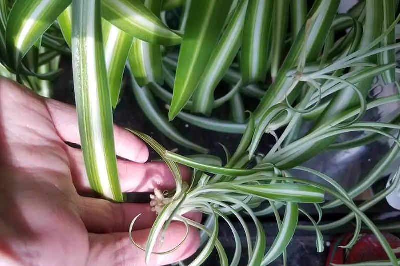 spider plant plantlet pinned in soil