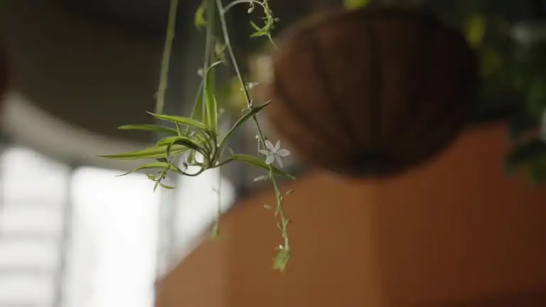 spider plant roots soil close-up