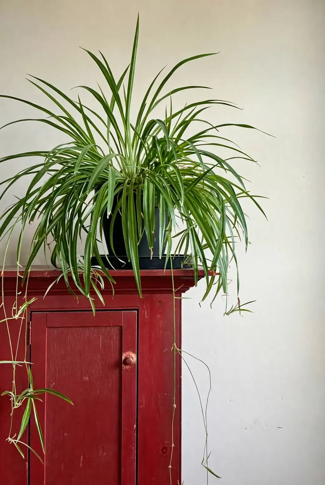 spider plant windowsill sheer curtain