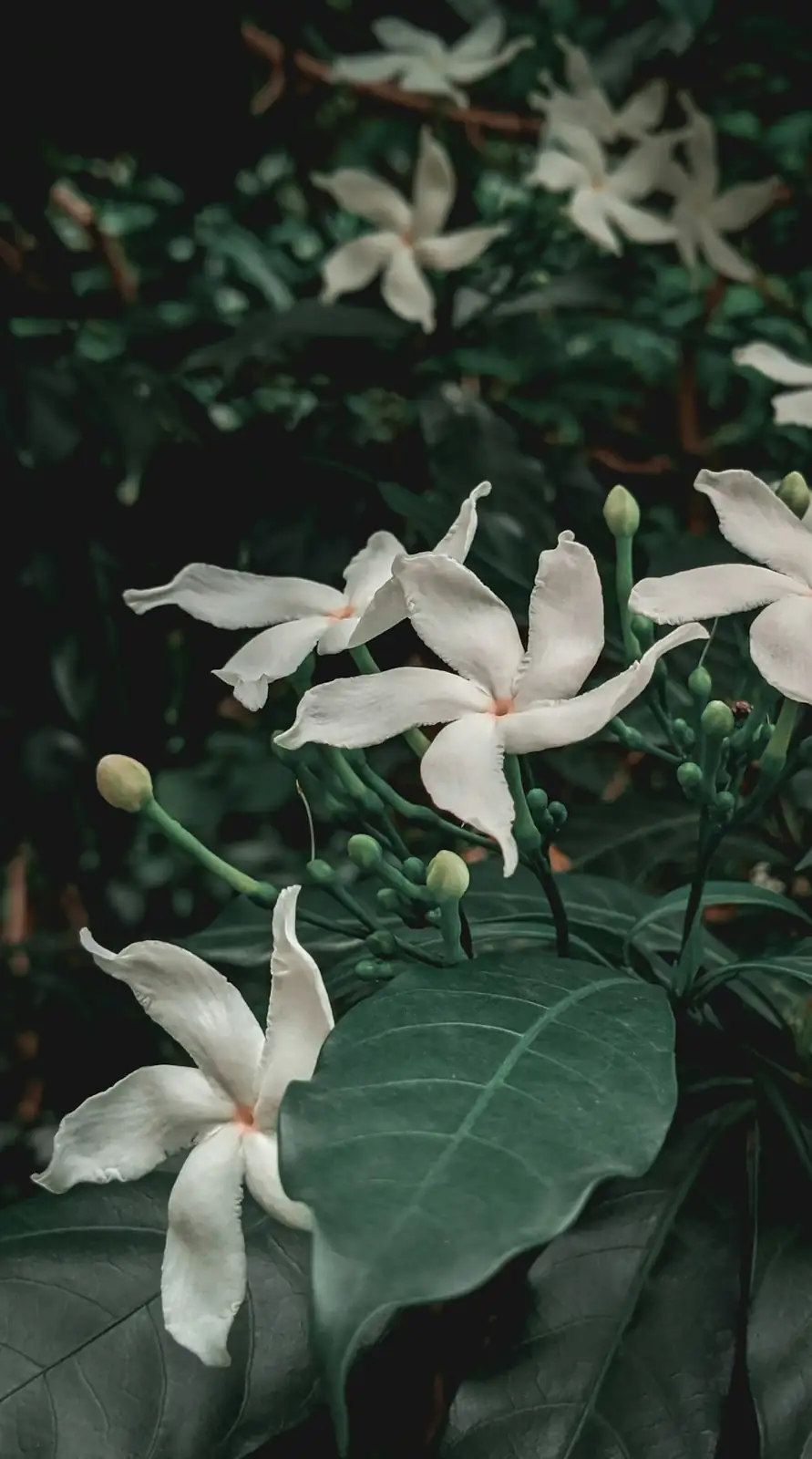 Sun, Sips, and Scent: The Ultimate Arabian Jasmine Care Rhythm (by Season & by Pot Size)