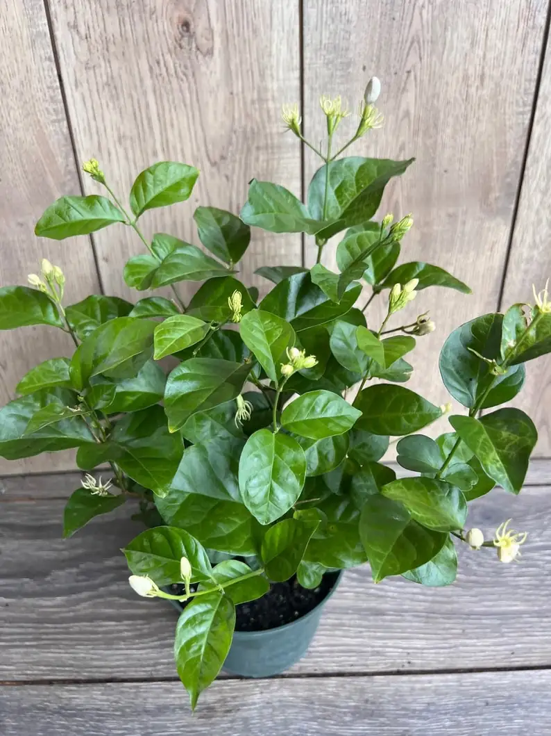 arabian jasmine full sun balcony