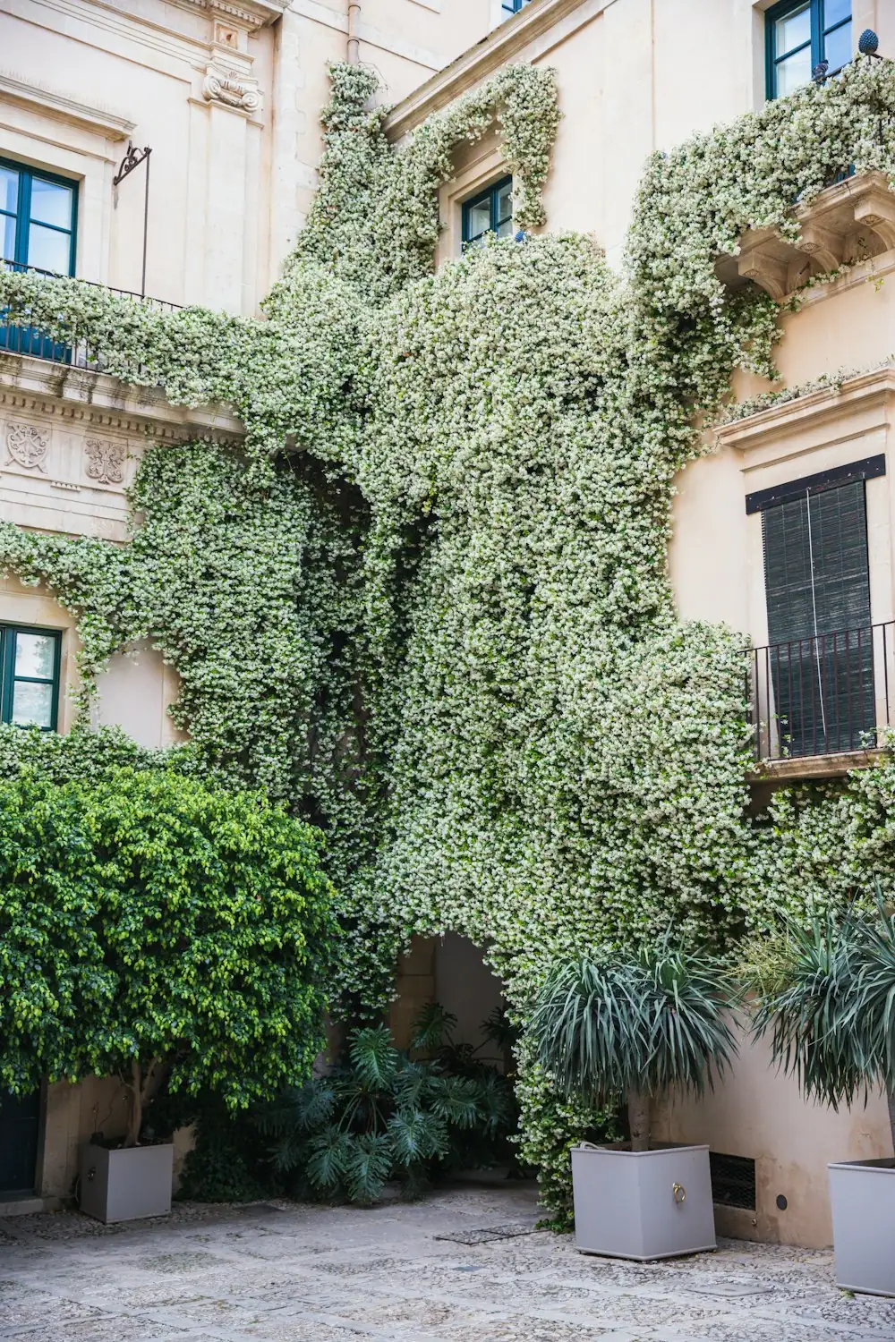 arabian jasmine potted balcony trellis