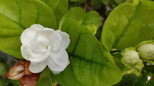 arabian jasmine flower cluster close-up