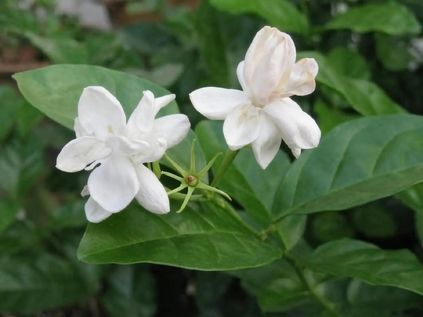 arabian jasmine single double blooms