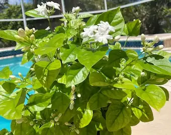 arabian jasmine layering propagation pot