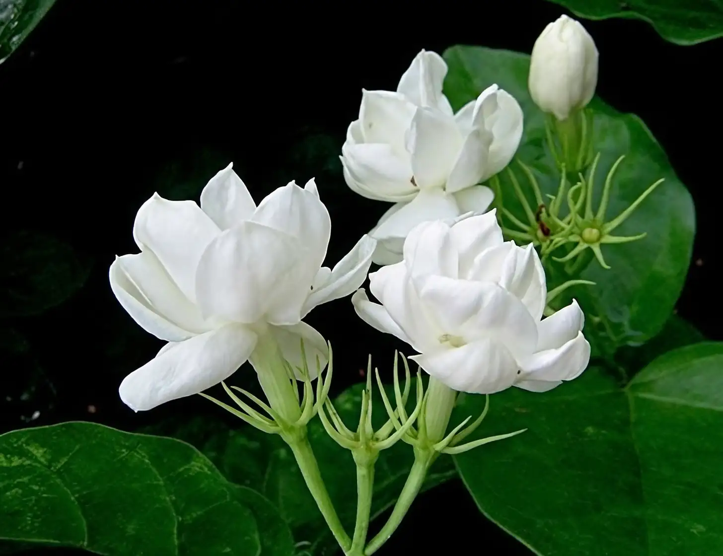 Jasminum sambac pikake lei