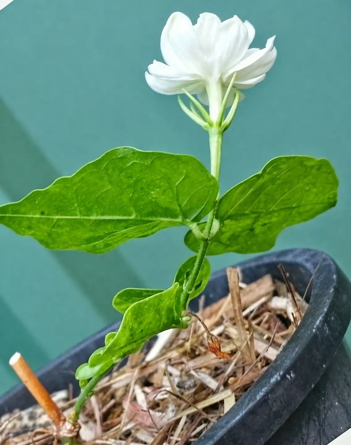 Arabian jasmine simple layering node