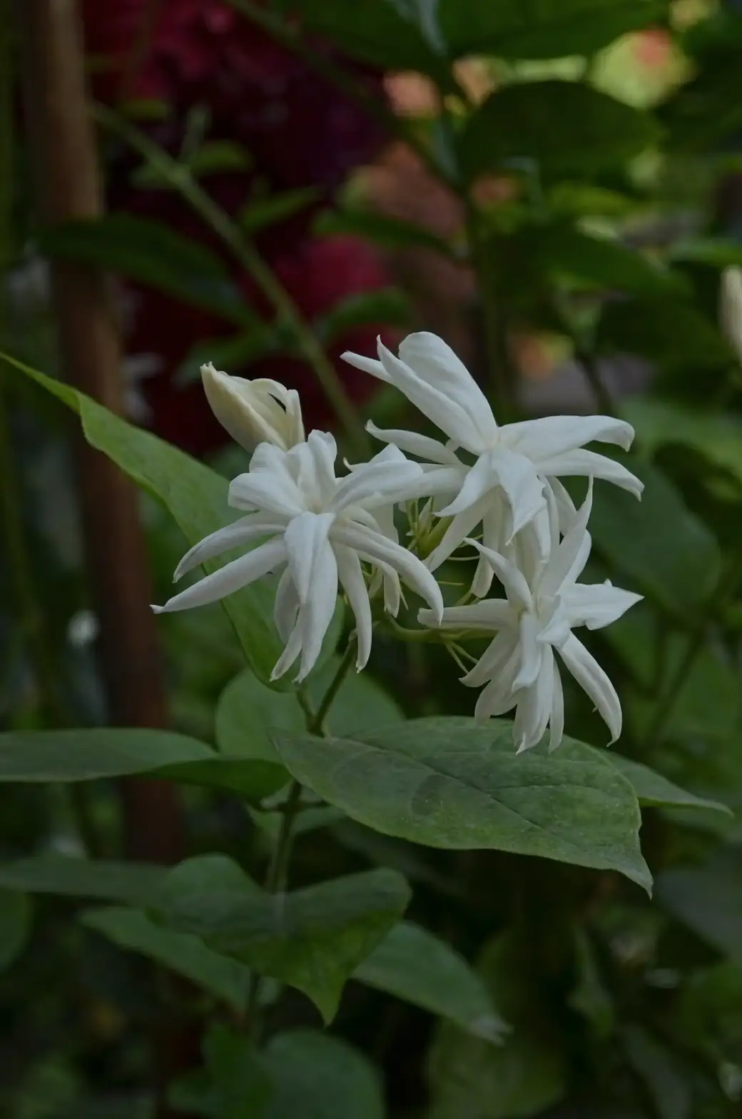 Arabian jasmine cuttings humidity dome