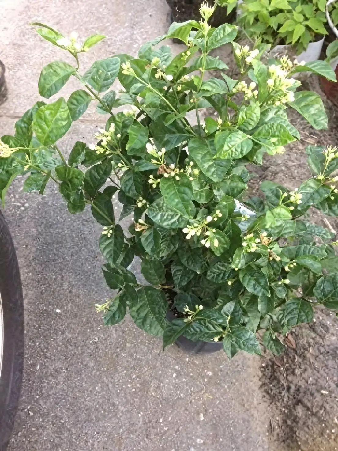 arabian jasmine watering can balcony