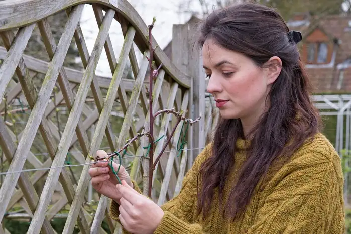 arabian jasmine trellis tying hands