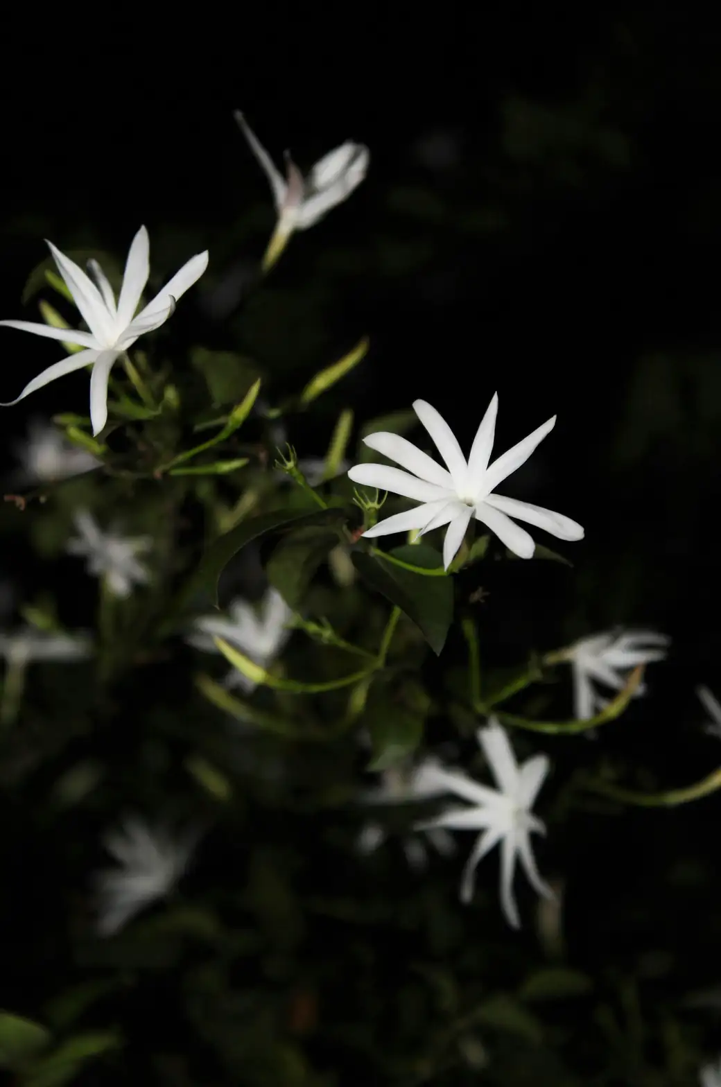 Bottle the Evening: How Jasmine Flowers Scent Tea—and How to Try a Tiny Batch at Home