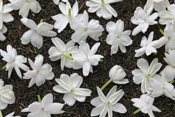 jasmine sambac flowers on green tea