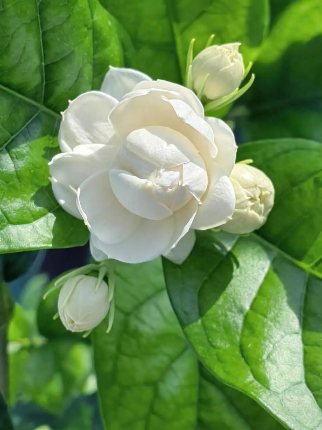 jasmine sambac in pot full sun