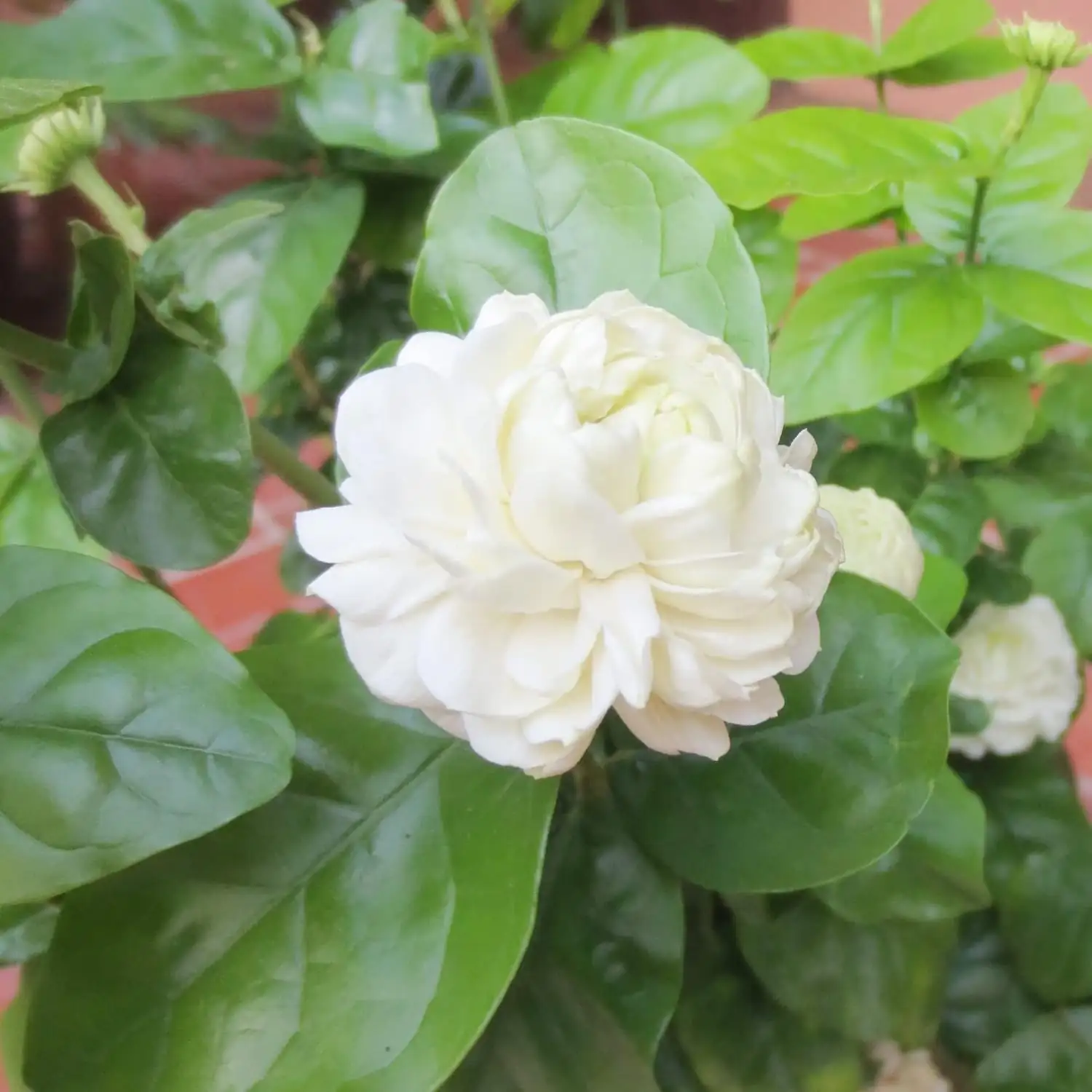 Prune for Perfume: The Counterintuitive Cut That Triggers Cascades of Sambac Blooms