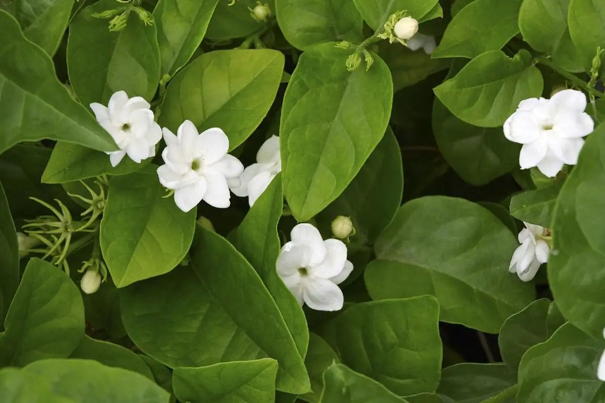 arabian jasmine pruning above node