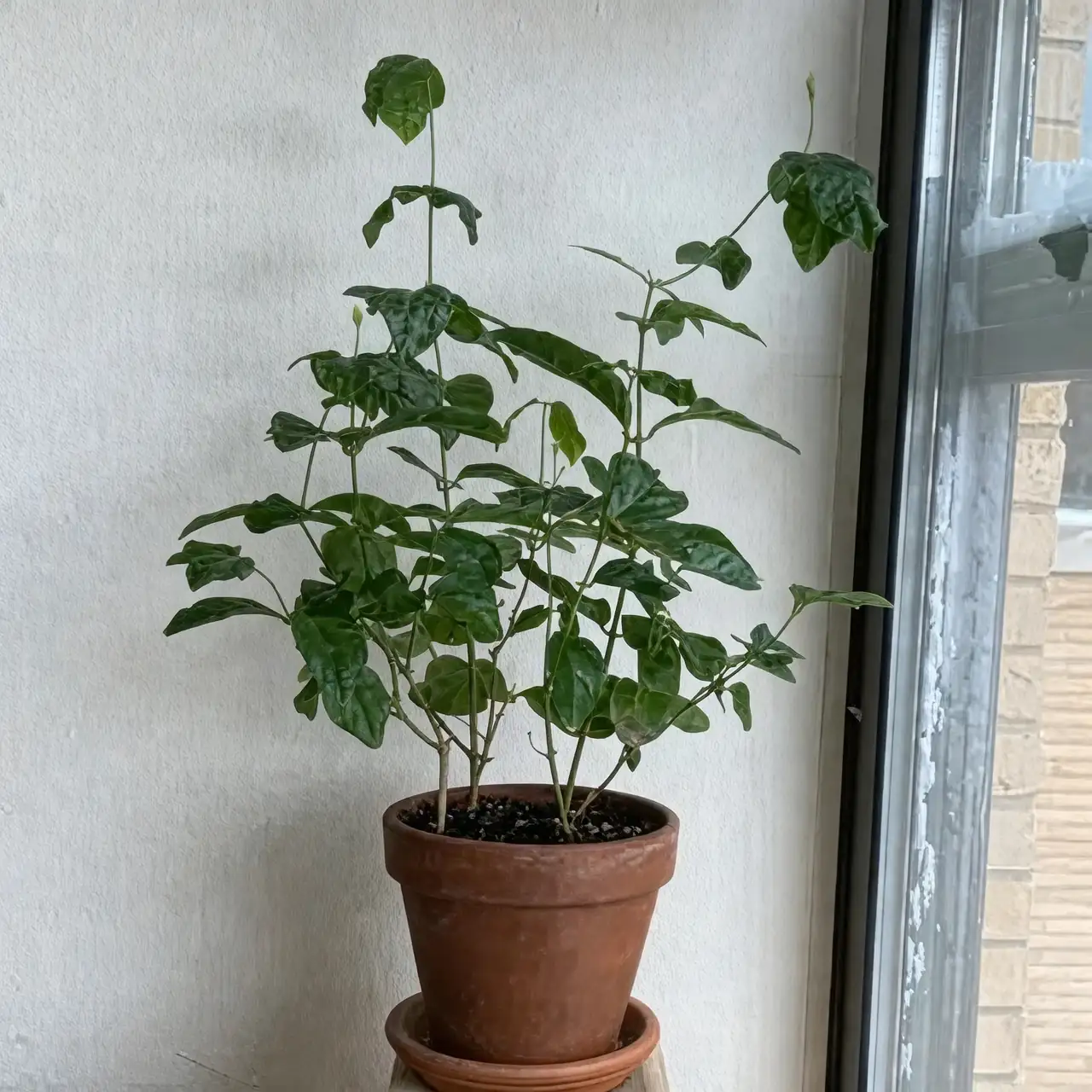 Cold-Weather Game Plan: Keeping Arabian Jasmine Happy Above 50°F Indoors Without Losing Buds