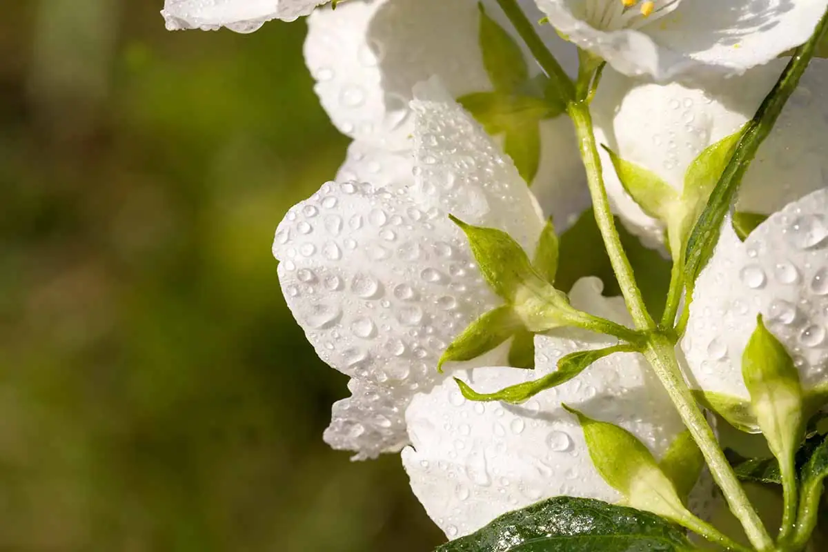 arabian jasmine rinsing leaves sink