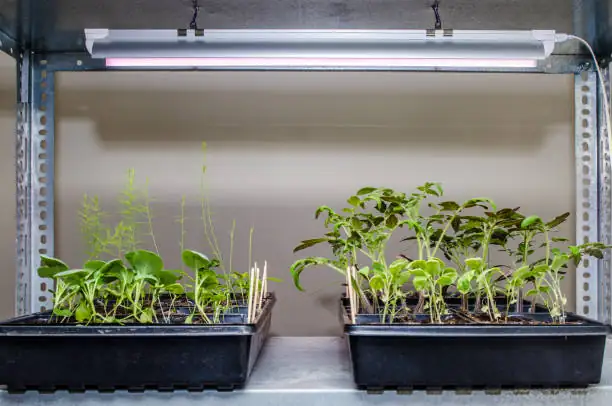 arabian jasmine under LED grow lights