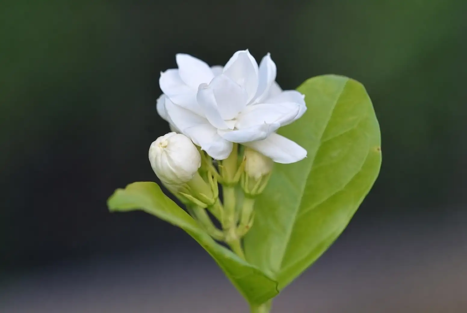 arabian jasmine pebble tray humidifier
