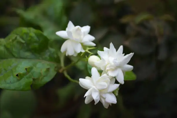 Scent-Smart Pairings: The Best Sun-Loving Companions for Arabian Jasmine (and the Pests They Deter)