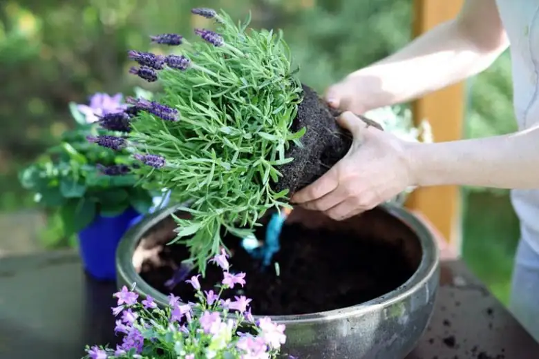 Arabian jasmine basil marigold lavender pots