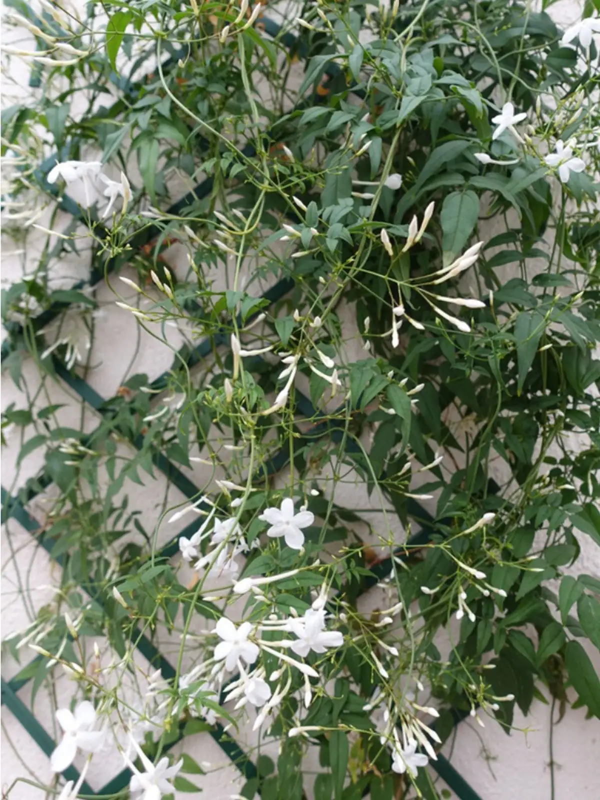 Arabian jasmine and moonflower trellis