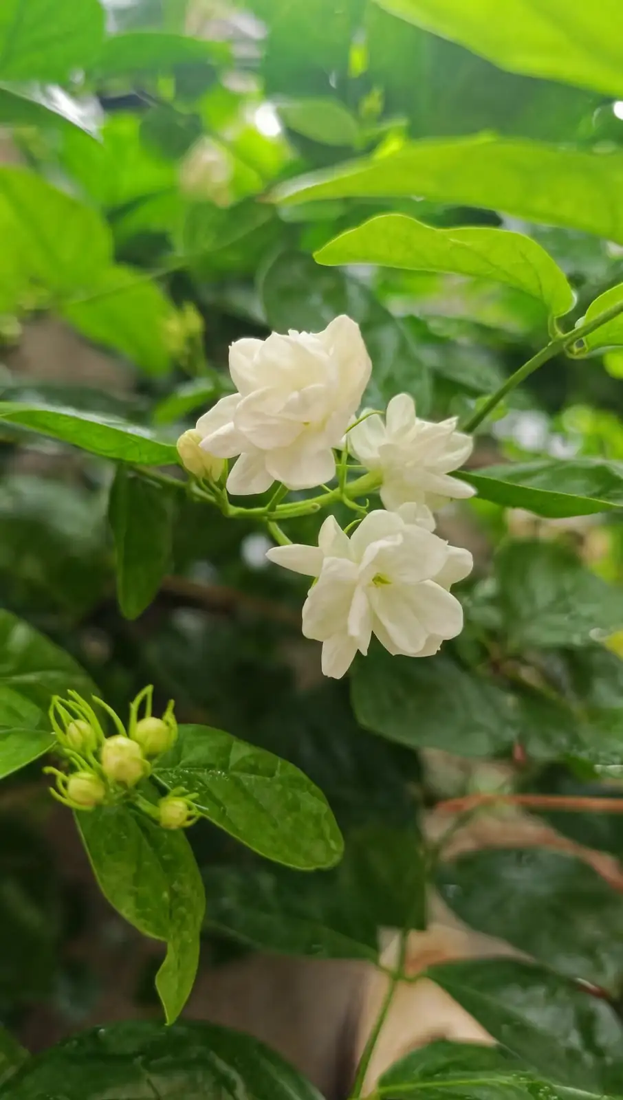 Arabian jasmine container pot feet drainage