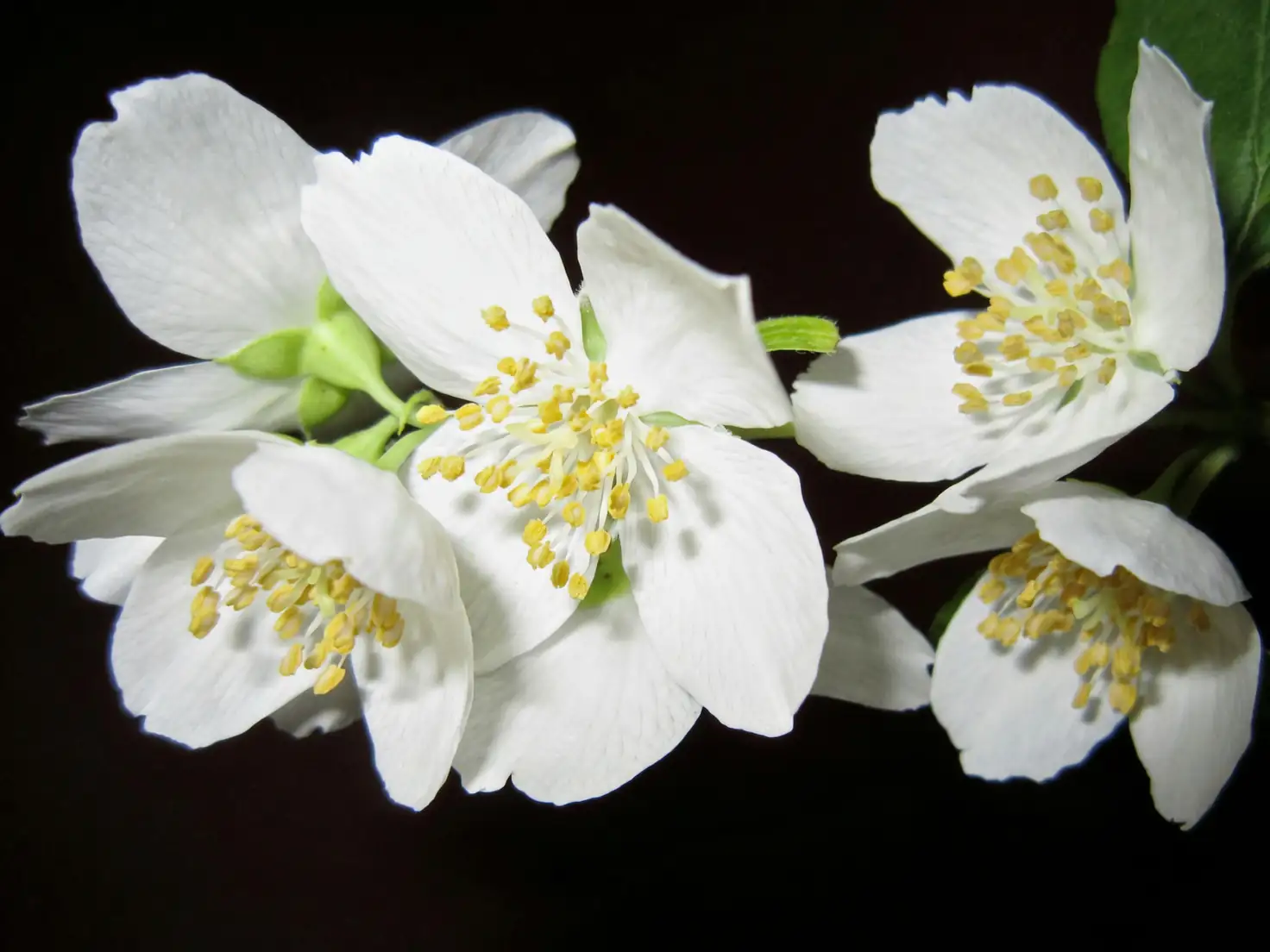 jasmine sambac double-petal close-up