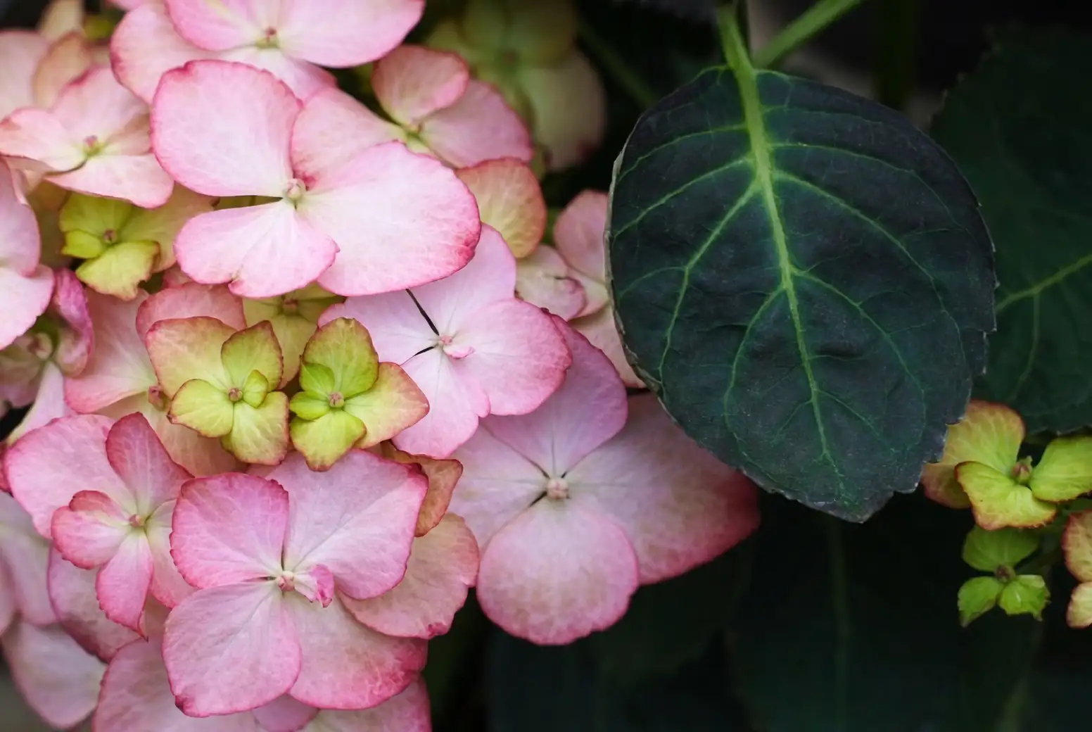 hydrangea macrophylla lacecap close-up