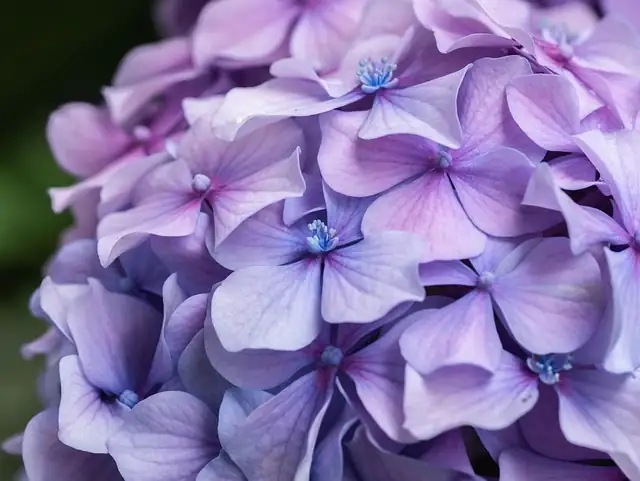 hydrangea soil pH test kit