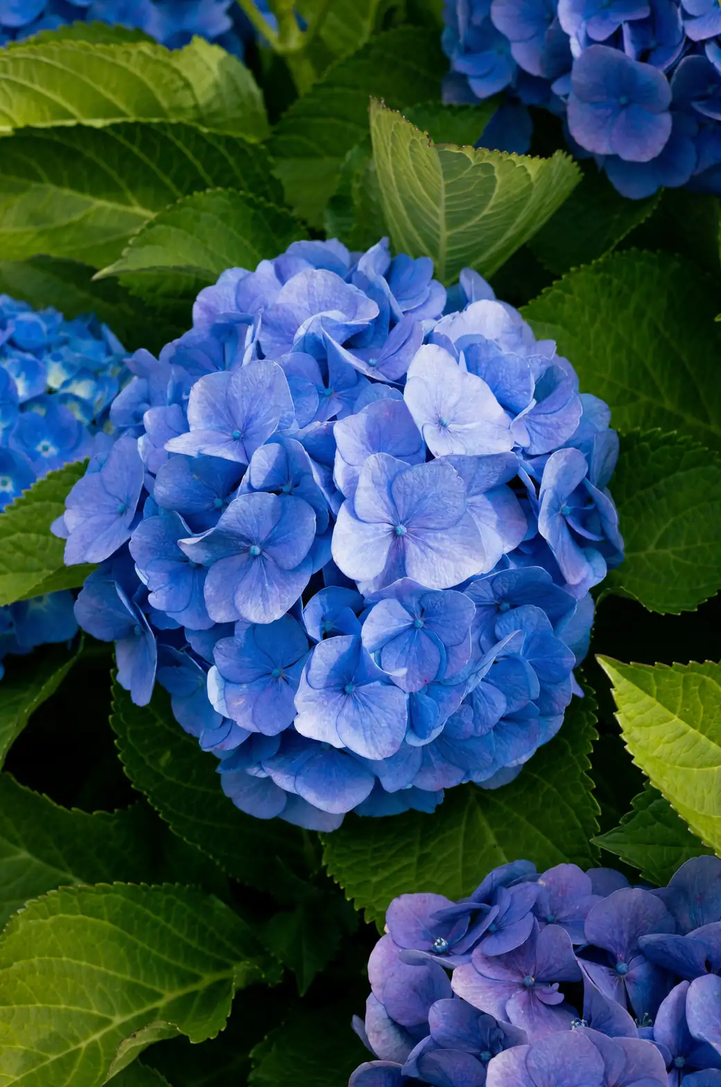 Spots, Mildew, and Beetles—Oh My! A No-Panic Rescue Guide for Hydrangea Troubles
