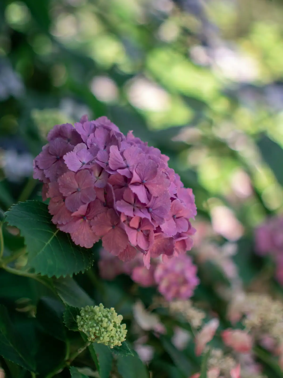 hydrangea powdery mildew leaves close-up