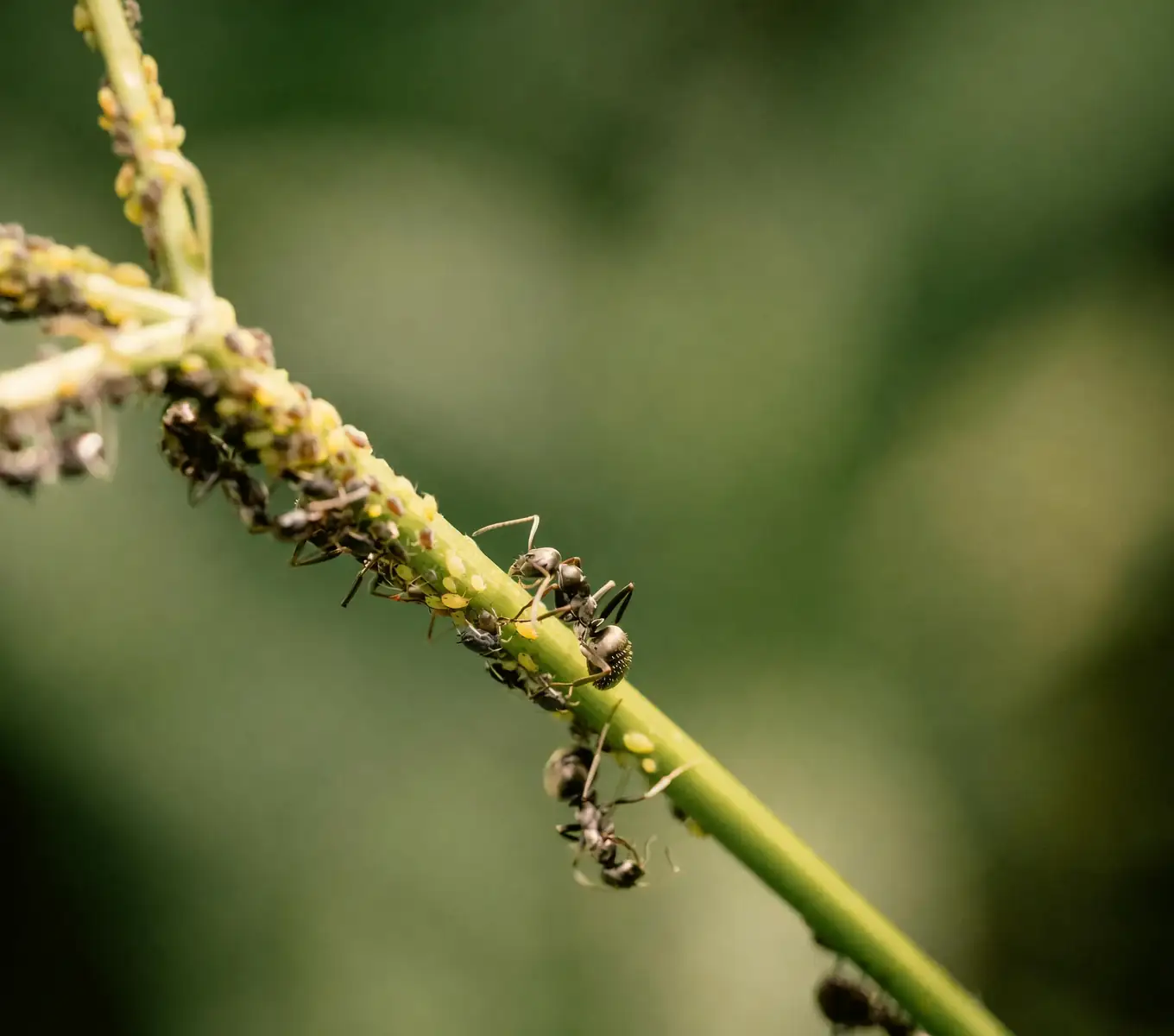 hydrangea aphids on new shoots
