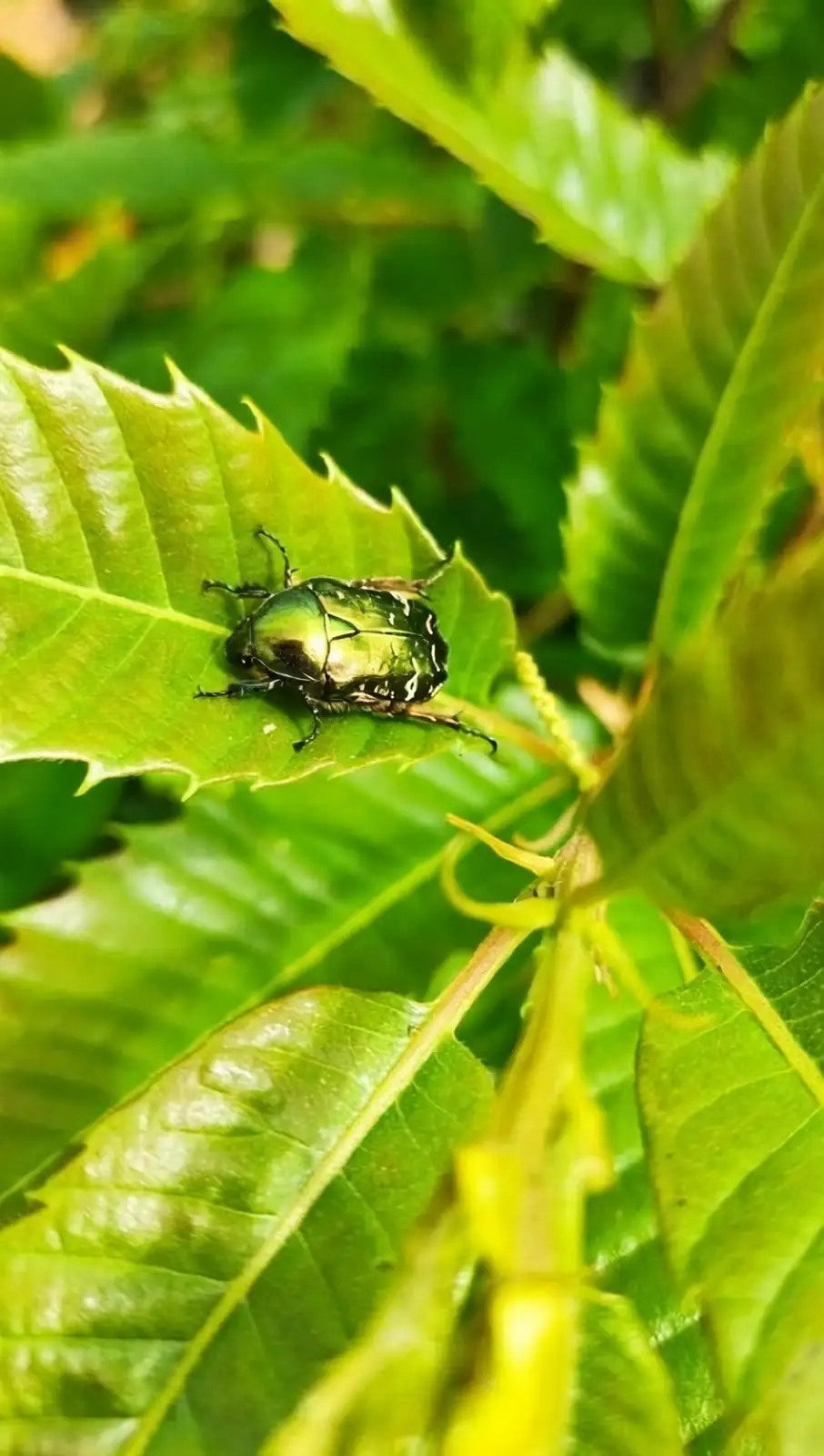 hydrangea Japanese beetles feeding