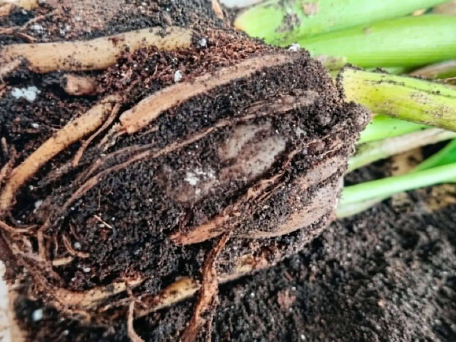 hydrangea root rot black roots