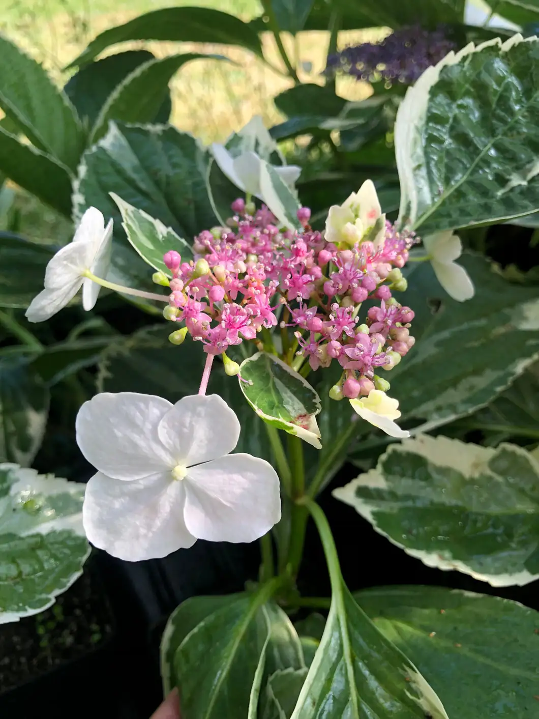 hydrangea lacecap true flowers macro