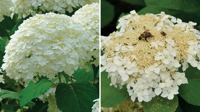 hydrangea lacecap and mophead comparison