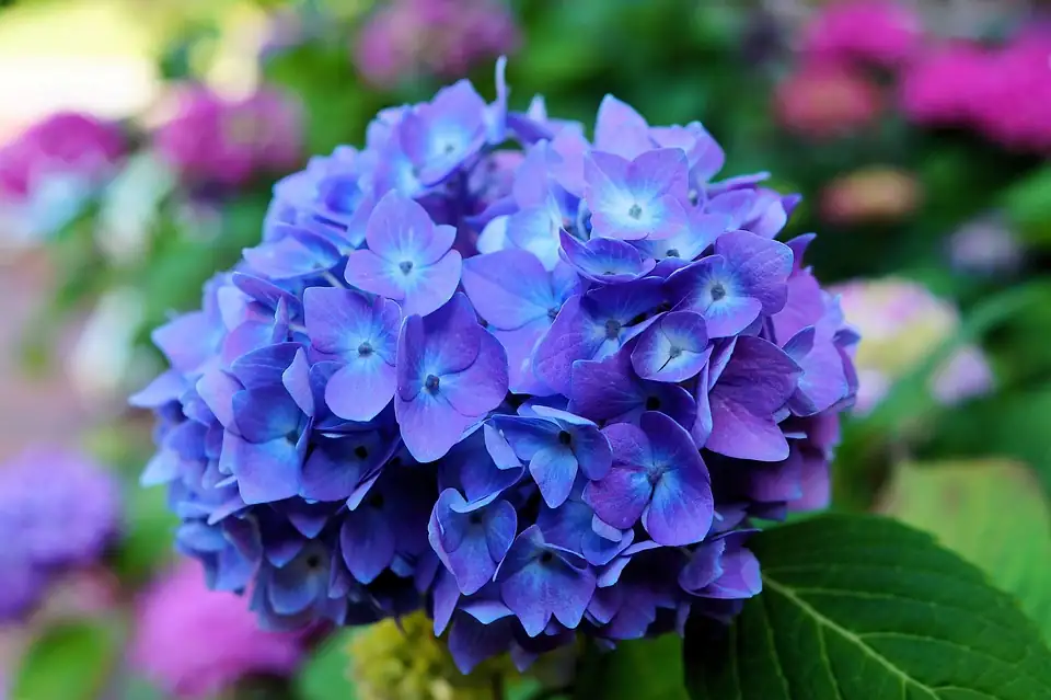 hydrangea blue and pink blooms