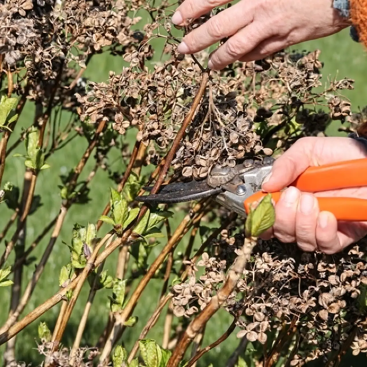 hydrangea pruning old wood hands