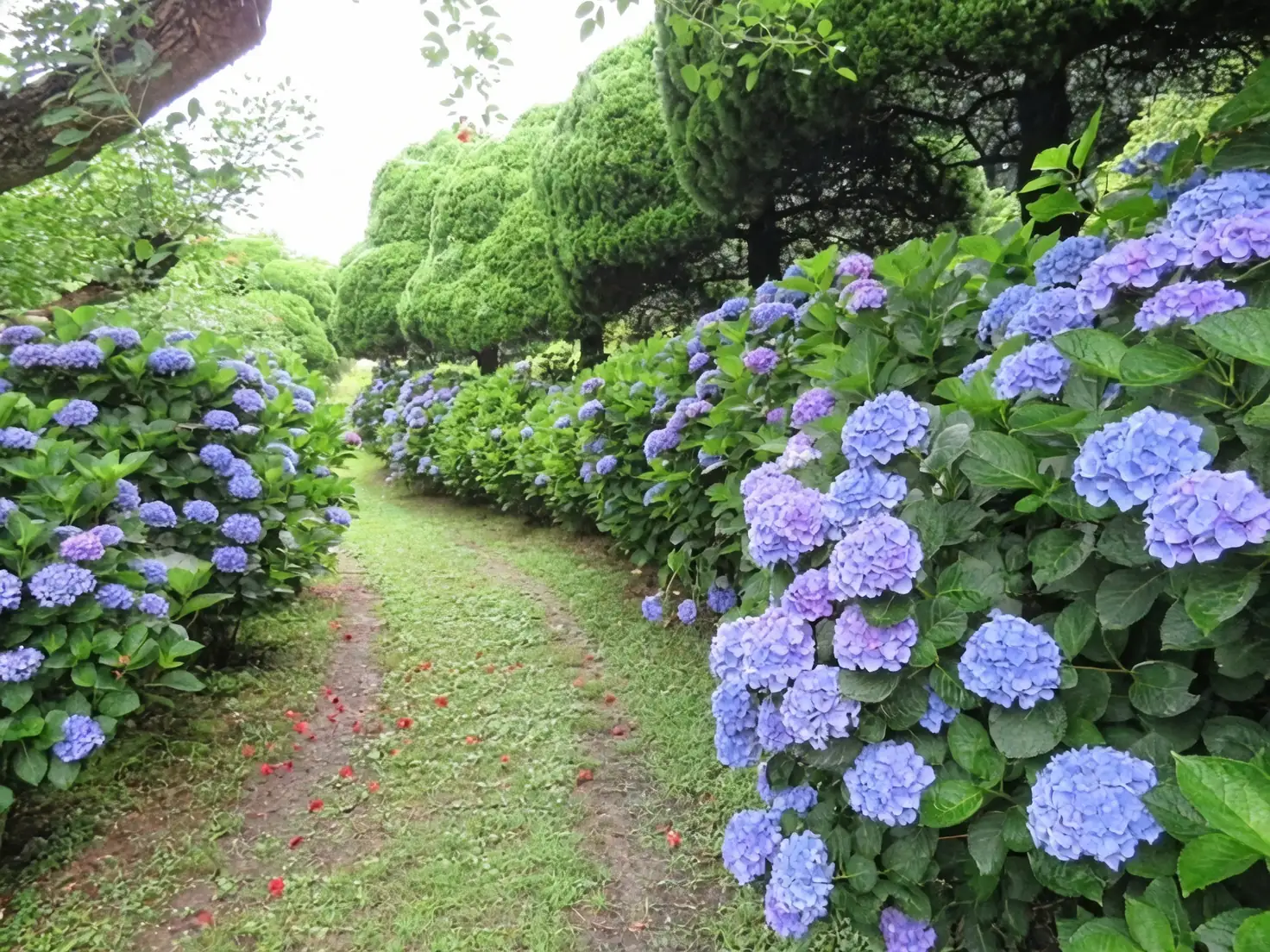Flower Language Decoded: Why Hydrangea Says ‘I’m Sorry’ in Blue and ‘From the Heart’ in Pink