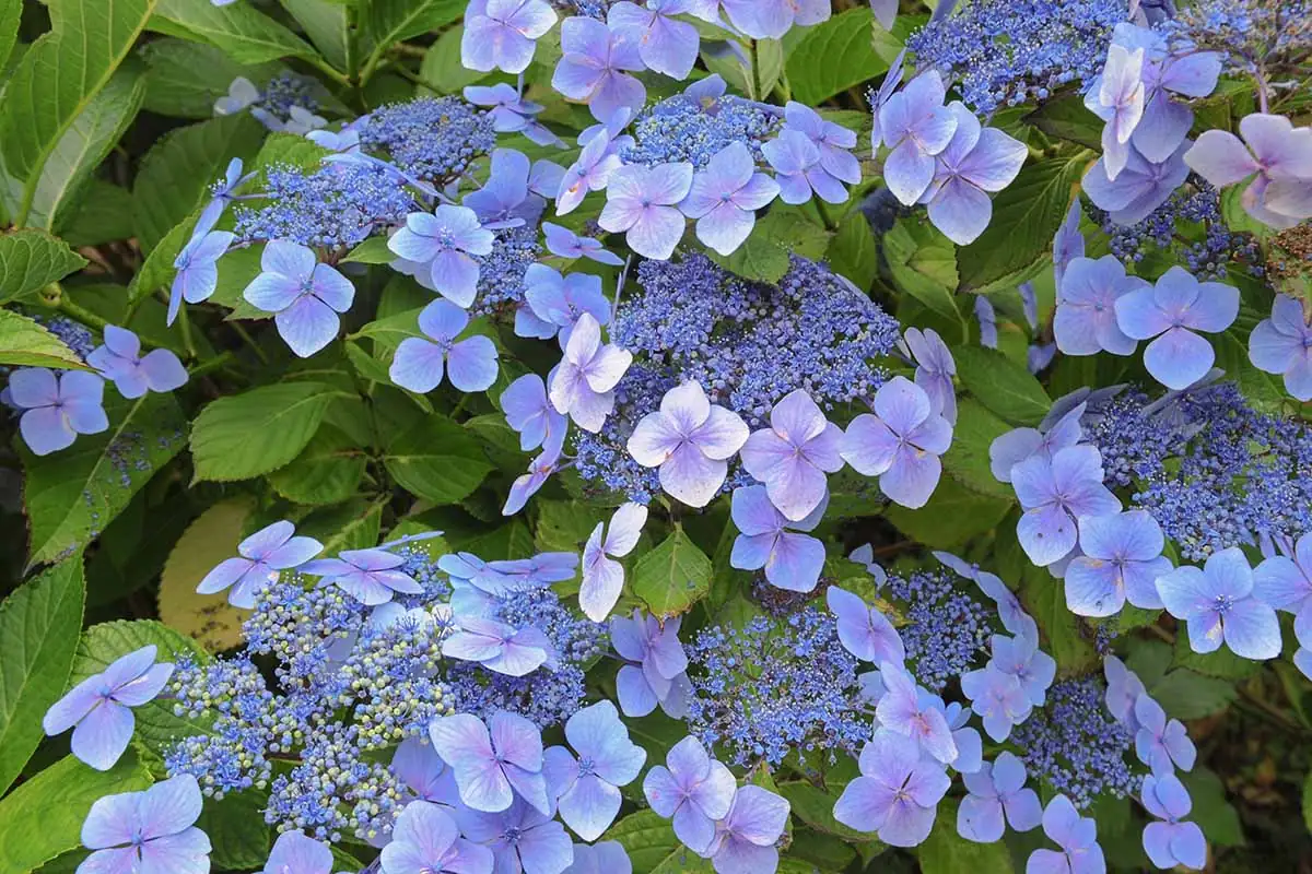 hydrangea macrophylla mophead and lacecap
