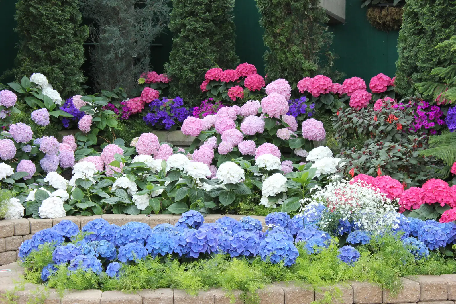 hydrangea macrophylla blue pink white purple