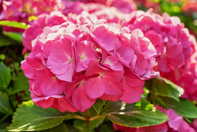potted hydrangea macrophylla balcony morning light