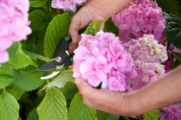 hydrangea cutting perlite humidity dome