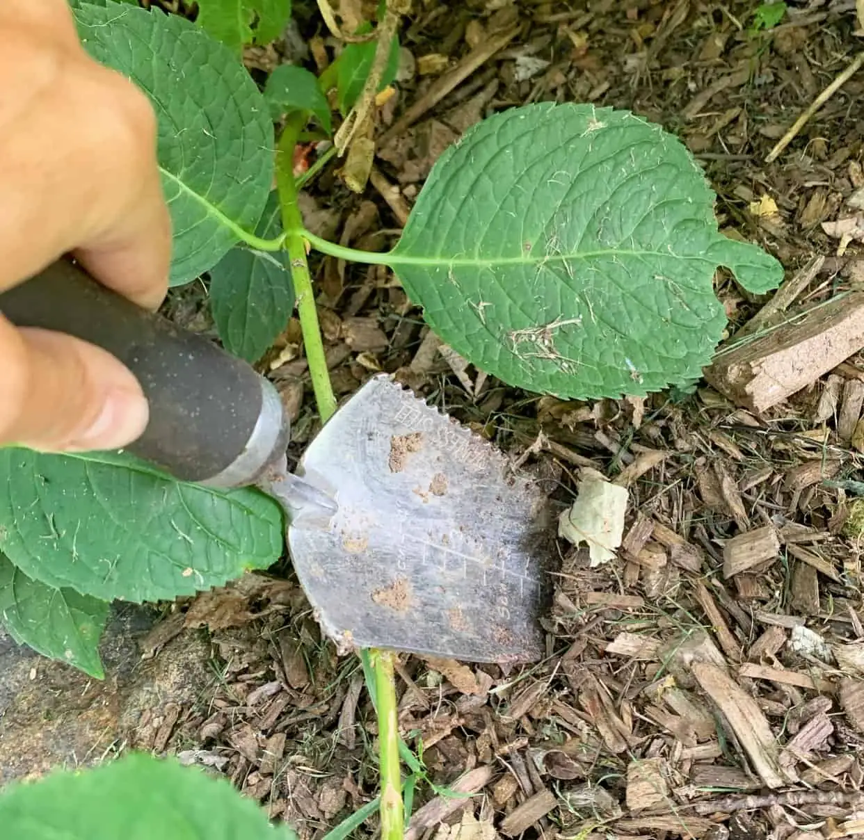 hydrangea ground layering pinned node