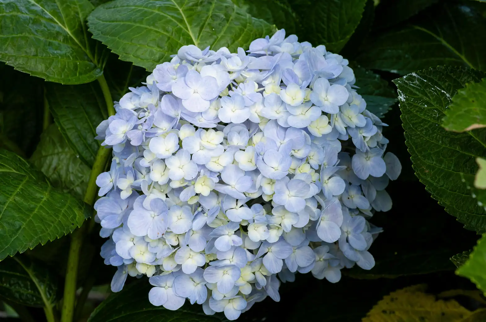 Shade‑Partner Power: Companion Plants That Make Hydrangeas Look Luxe